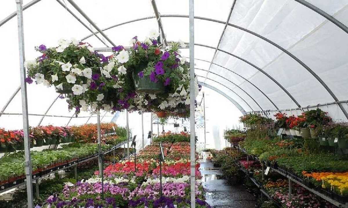 Jak kupować rośliny