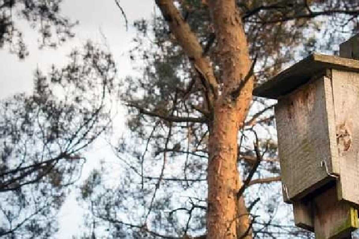 Trendy w projektowaniu zieleni miejskiej i osiedlowej