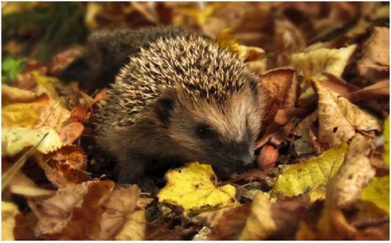 Jak zabezpieczyć ogród przed zimą
