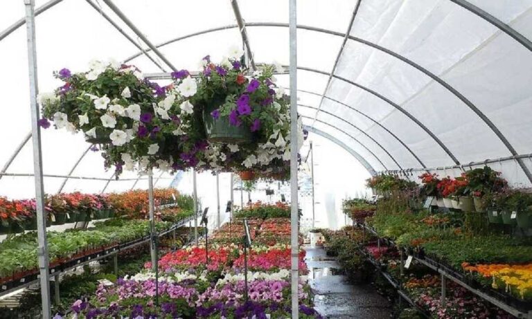 Jak kupować rośliny