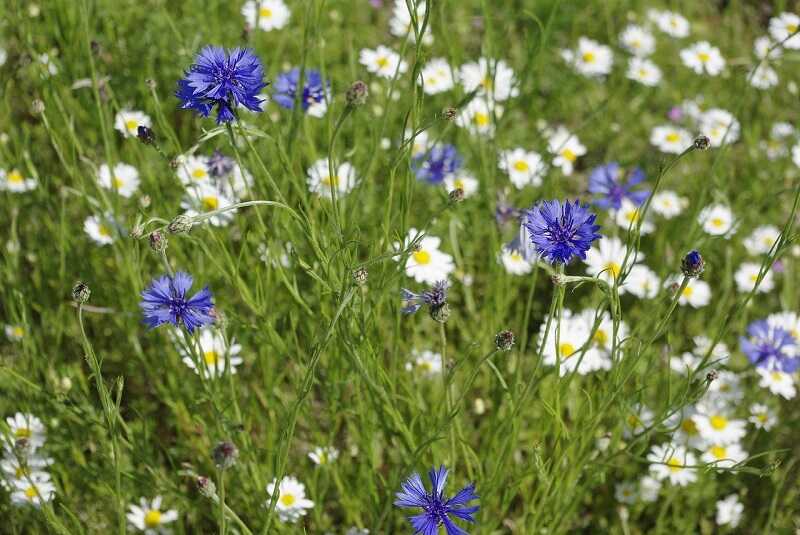 Łąka kwietna pomysł na zakładanie zieleni miejskiej
