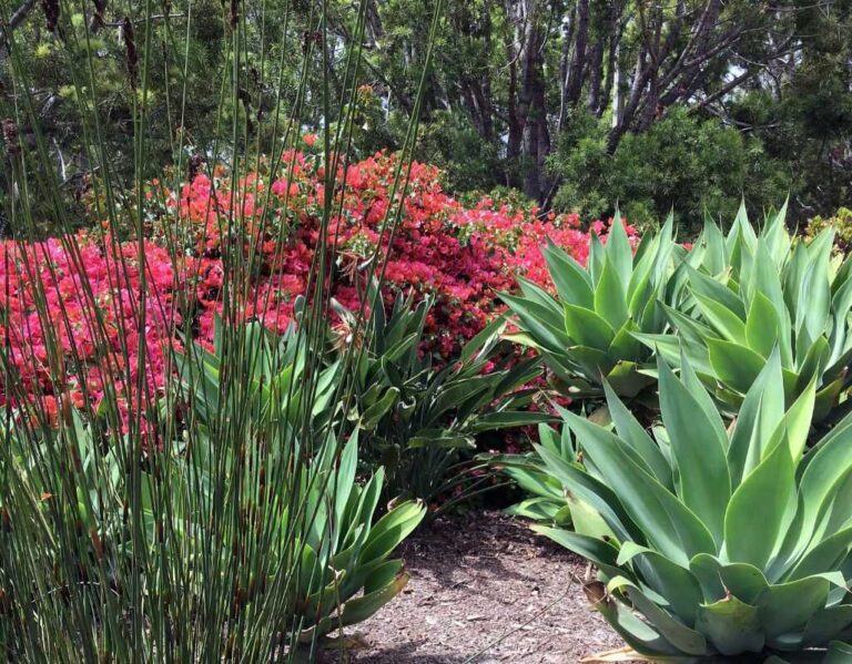 Rośliny lubiące suszę, jakie na upały i suchą glebę