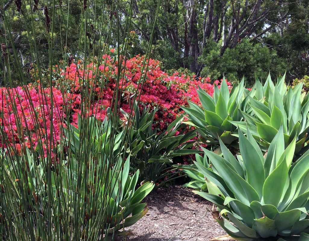 Rośliny lubiące suszę, jakie na upały i suchą glebę