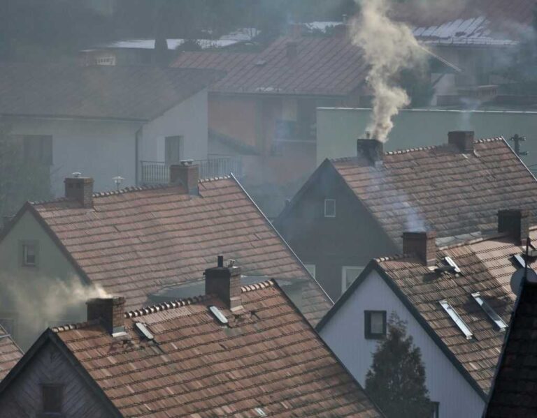Rośliny przeciw smogowi, jakie pomogą oczyścić powietrze