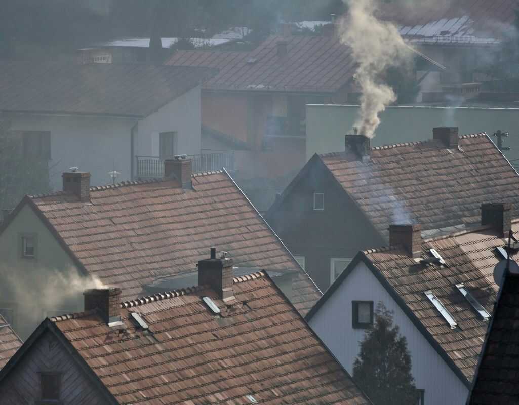 Rośliny przeciw smogowi, jakie pomogą oczyścić powietrze