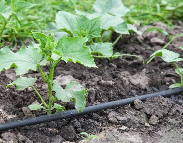 Jak zrobić nawadnianie kropelkowe z beczki?