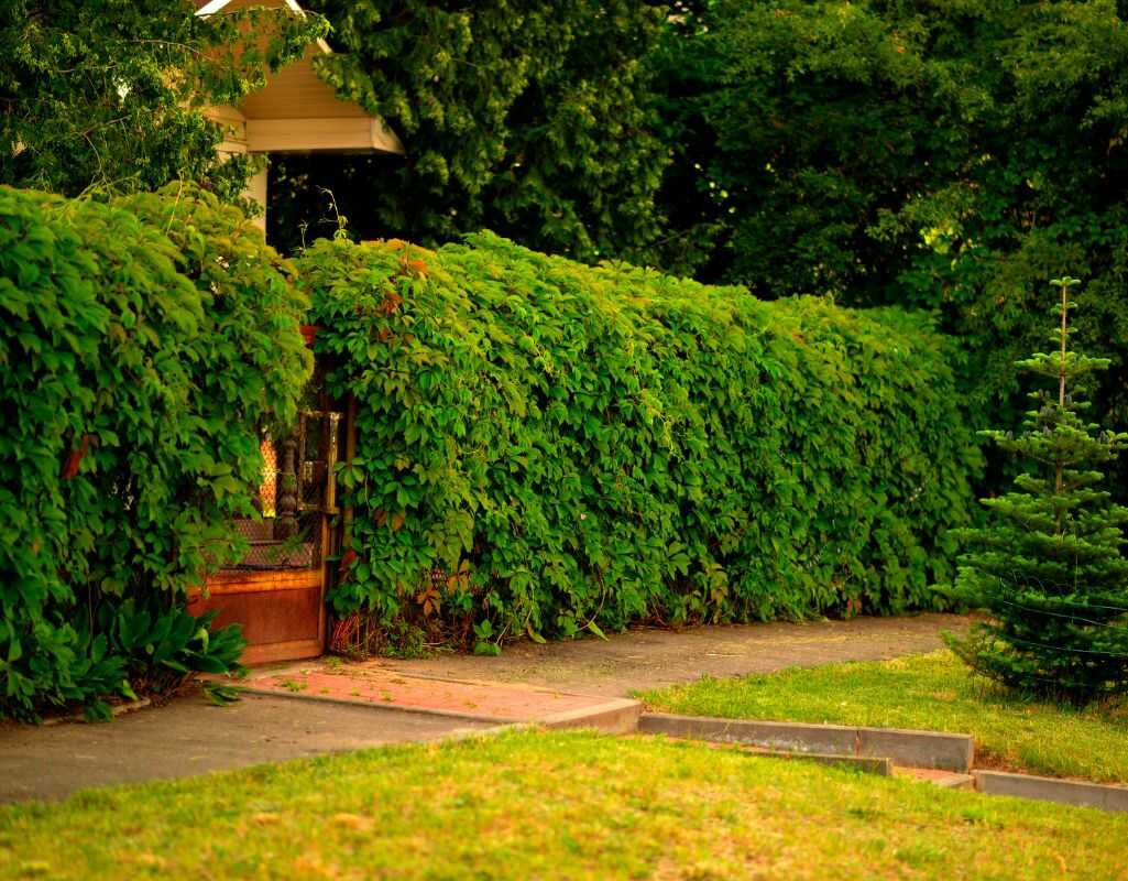 Rośliny wzdłuż ogrodzenia - jakie będą najlepsze?