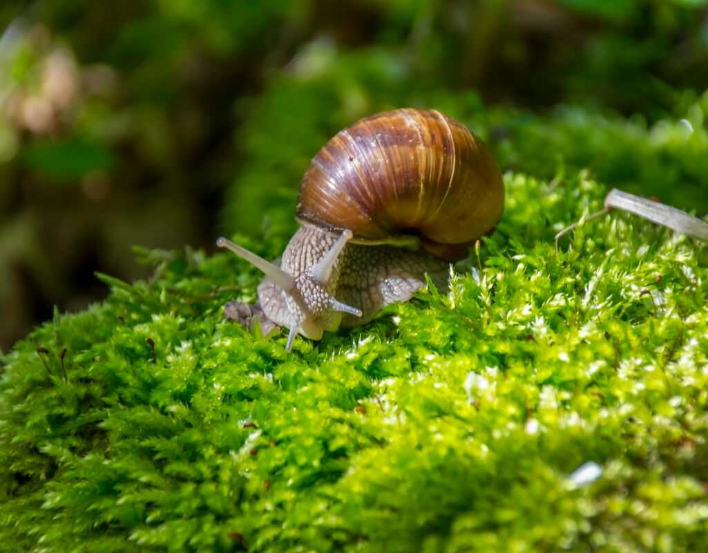 Jak odstraszyć ślimaki? Skuteczne spsoby