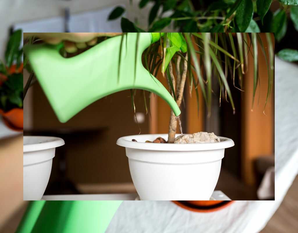 Podlewanie kwiatów. Najlepsze praktyki i błędy, których należy unikać