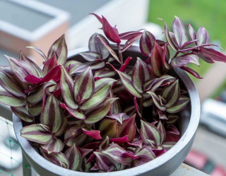 Kwiaty domowe lubiące ciemne miejsca. Idealne gatunki do zacienionych wnętrz