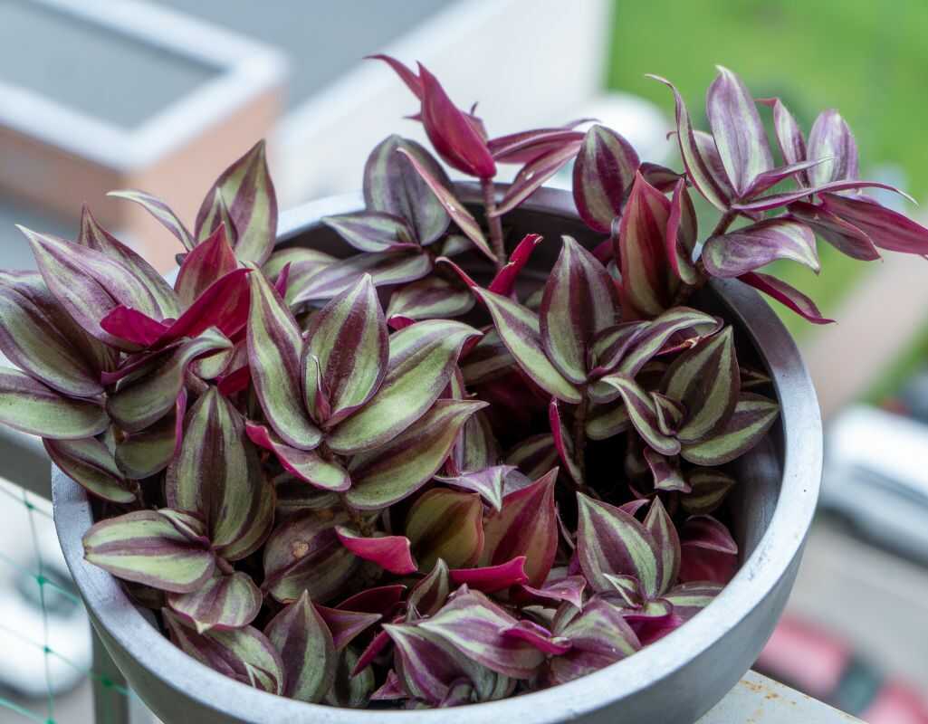 Kwiaty domowe lubiące ciemne miejsca. Idealne gatunki do zacienionych wnętrz