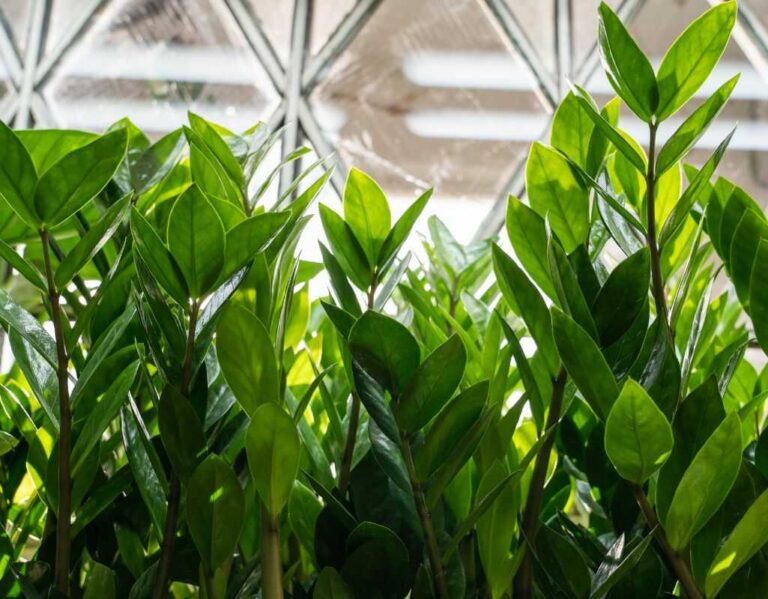 Dlaczego zamiokulkas nie wypuszcza nowych liści