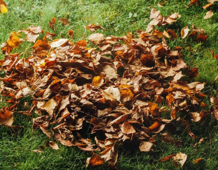 Dmuchawa do liści - czy warto kupić? Poradnik