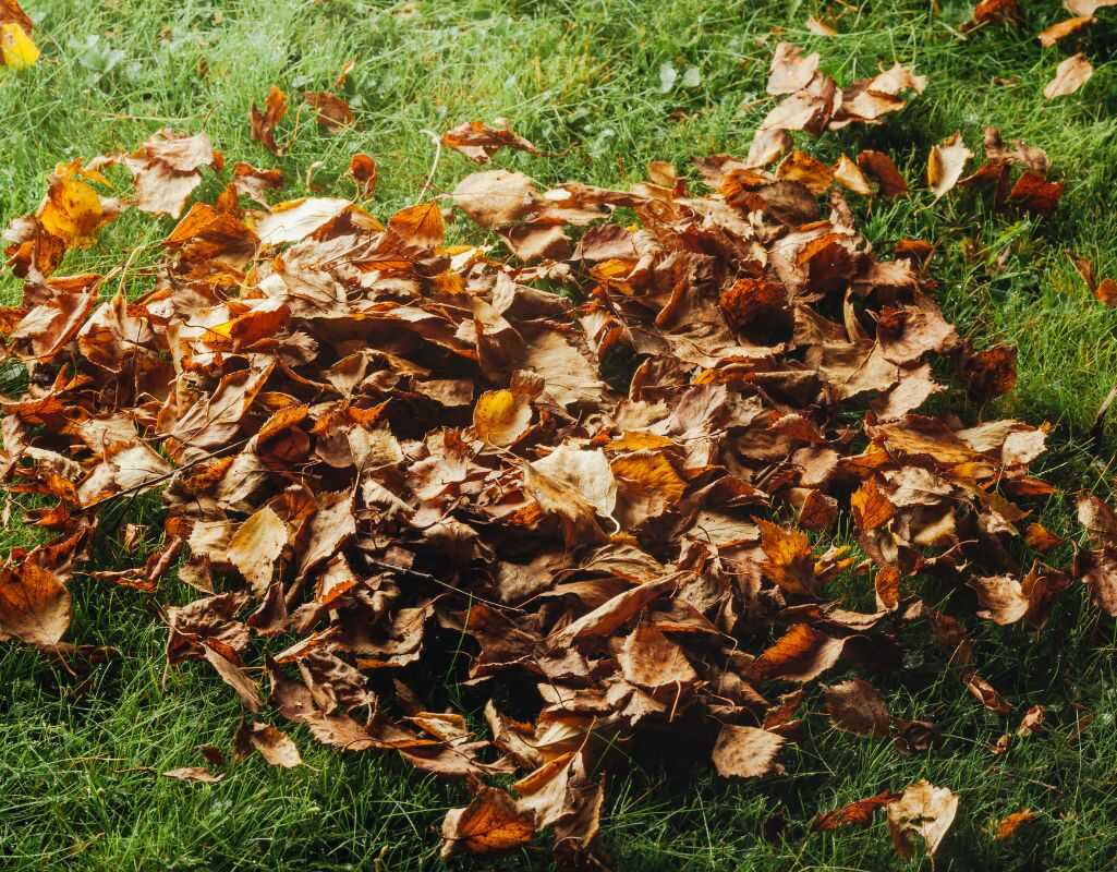 Dmuchawa do liści - czy warto kupić? Poradnik