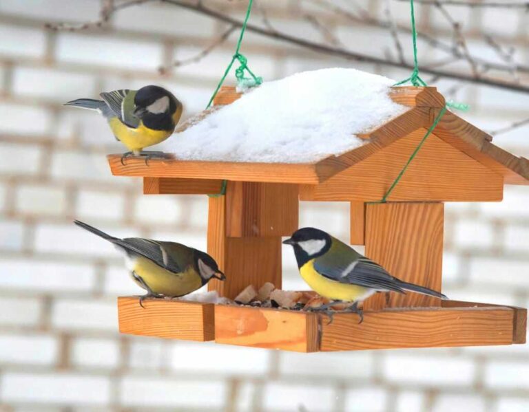 Karmnik dla ptaków -poradnik, jak wybrać
