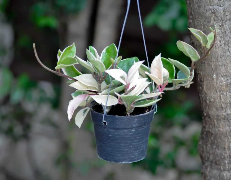 Kwiaty doniczkowe pnące cieniolubne. Idealne rośliny do zacienionych wnętrz