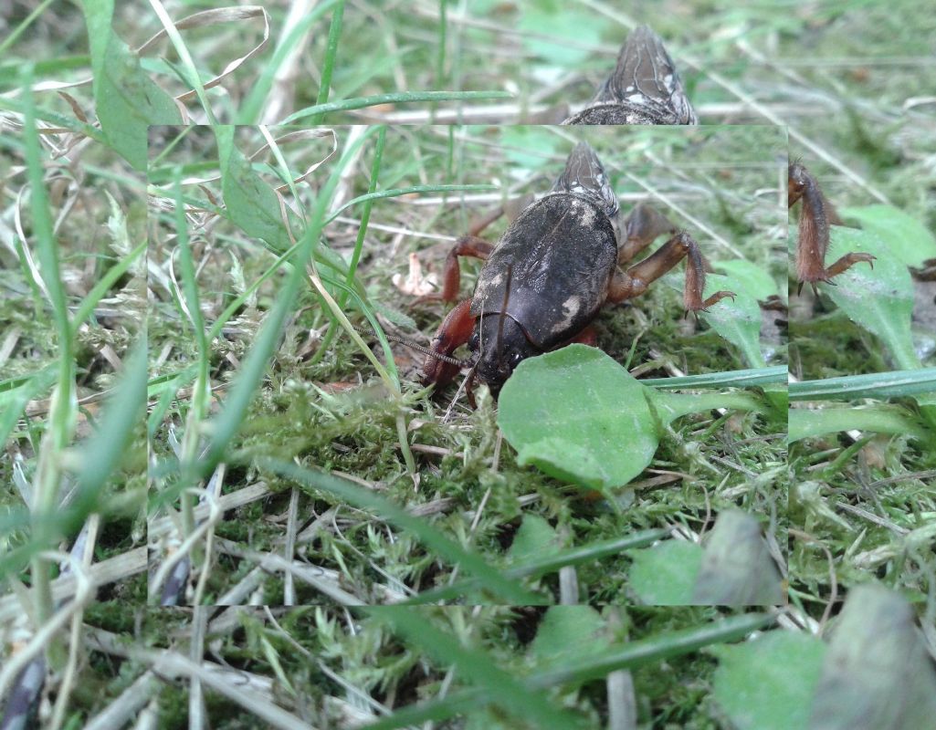 Turkuć podjadek w ogrodzie - jak rozpoznać i zwalczyć szkodnika?