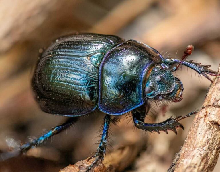 Chrząszcz w polskiej przyrodzie