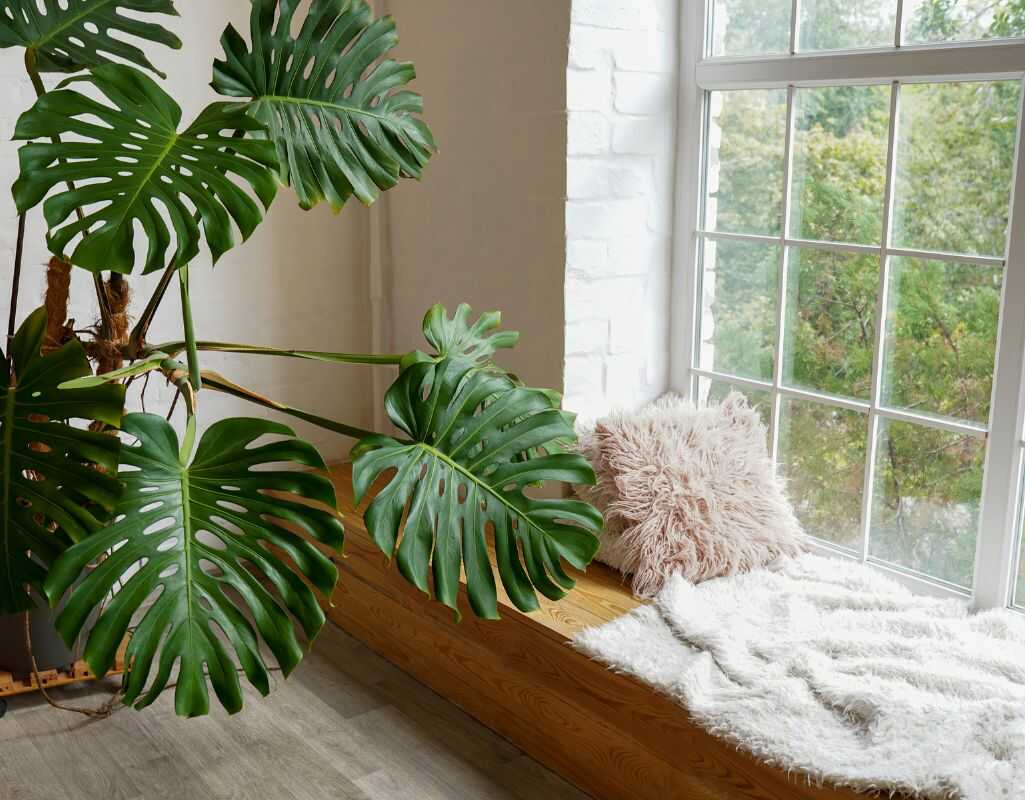 Czy monstera jest trująca dla ludzi i zwierząt domowych?