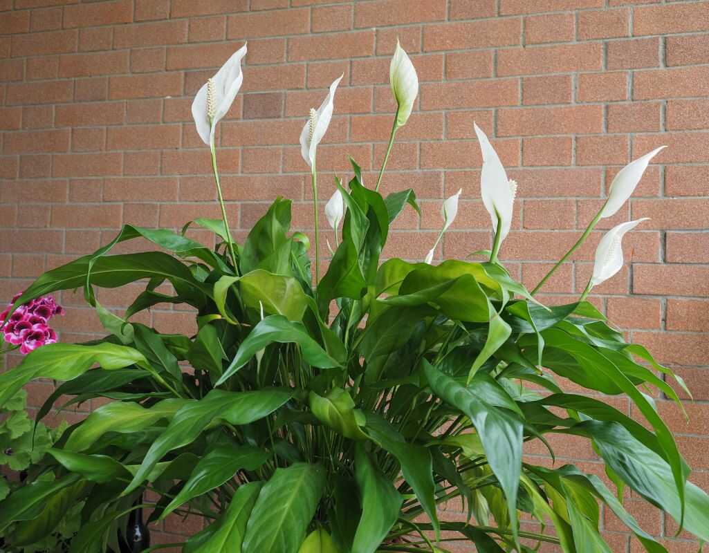 Domowy nawóz do skrzydłokwiatu. Jak skutecznie wspierać wzrost Twojej rośliny