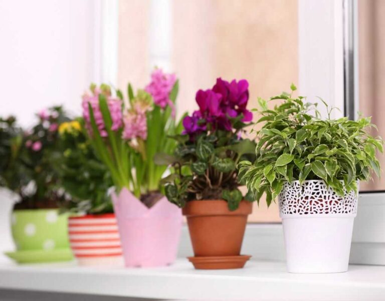 Muszki w kwiatach doniczkowych. Jak je skutecznie odstraszyć?