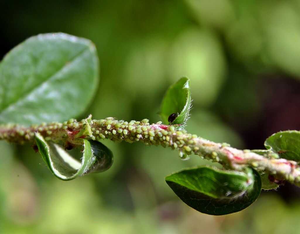 Szkodniki roślin doniczkowych. Jakie są i jak skutecznie się ich pozbyć