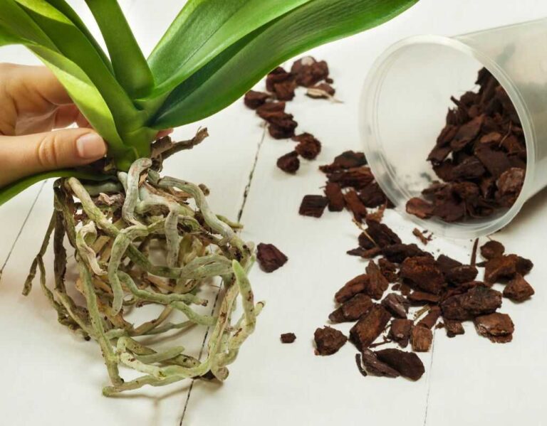 Ukorzeniacz do roślin. Klucz do skutecznego rozmnażania sadzonek