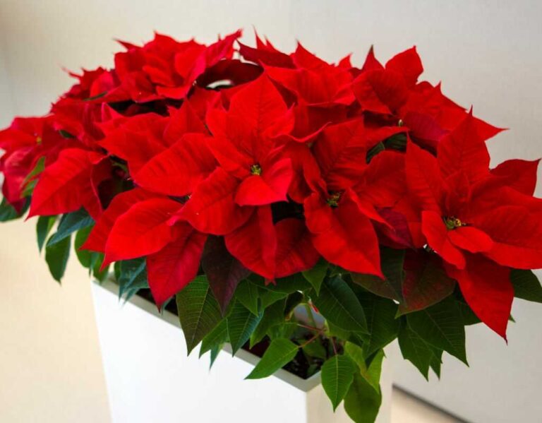 Gwiazda betlejemska - jak ją uprawiać i pielęgnować?