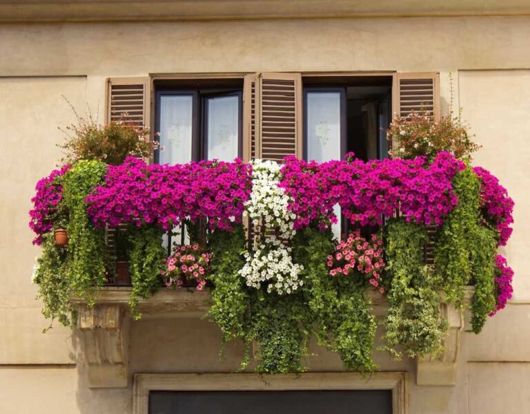 Kwiaty balkonowe. Jakie wybrać i jak je pielęgnować?