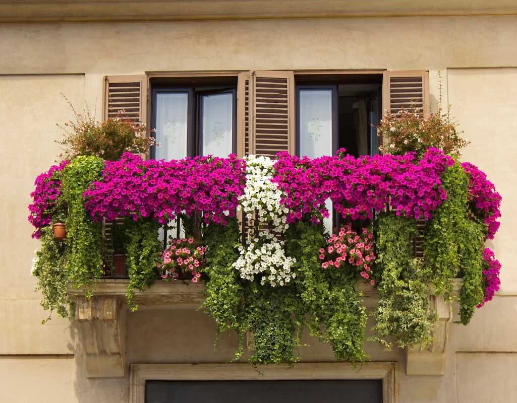 Kwiaty balkonowe. Jakie wybrać i jak je pielęgnować?