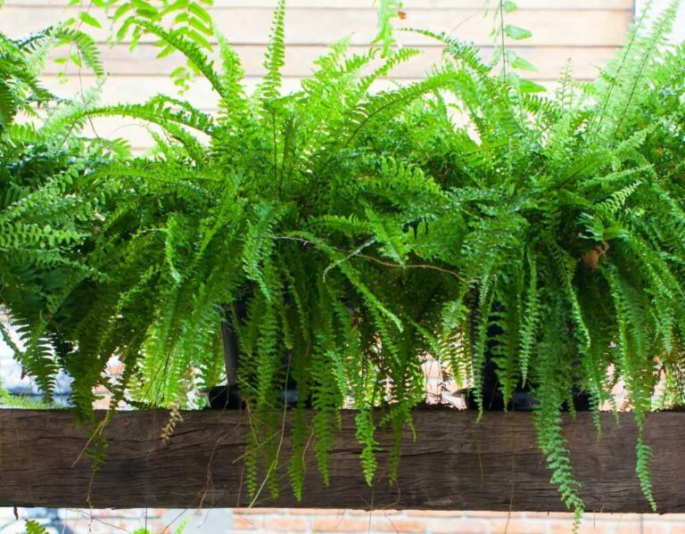 Kwiaty do łazienki bez okna. Najlepsze rośliny do łazienek