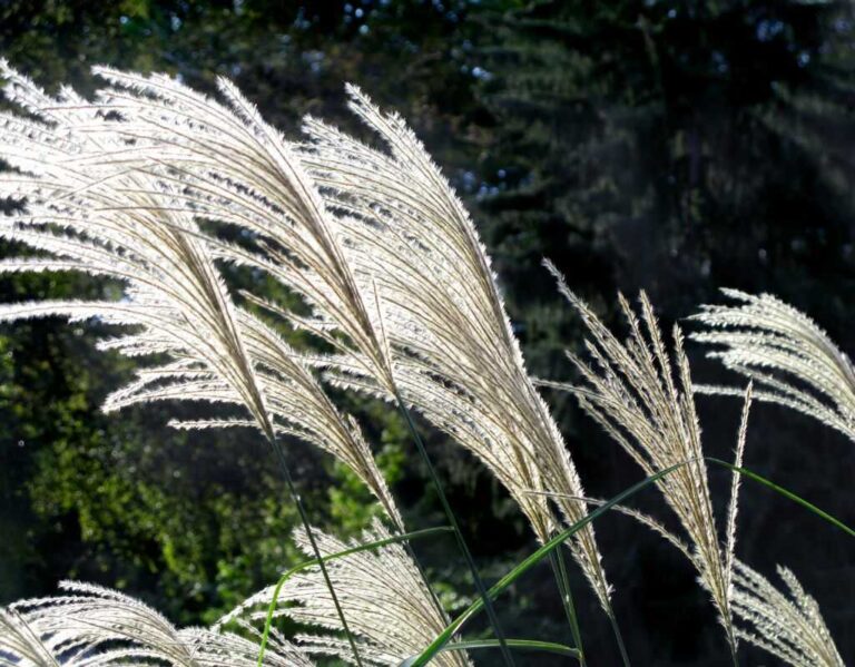 Trawa pampasowa. Sekrety uprawy i pielęgnacji.