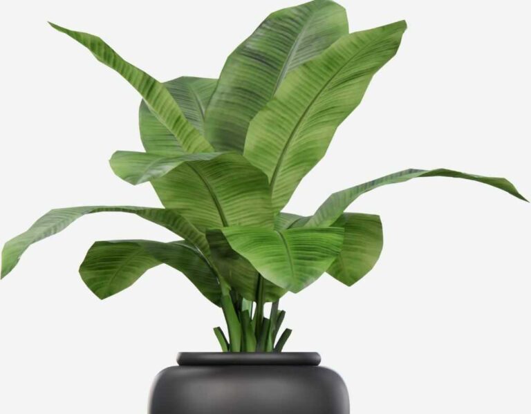 Bananowiec w domu - uprawa i pielęgnacja