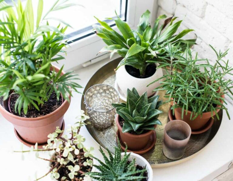 Biały nalot na ziemi w doniczkach - przyczyny i sposób zwalczania