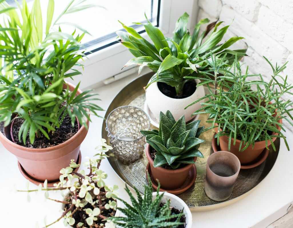 Biały nalot na ziemi w doniczkach - przyczyny i sposób zwalczania