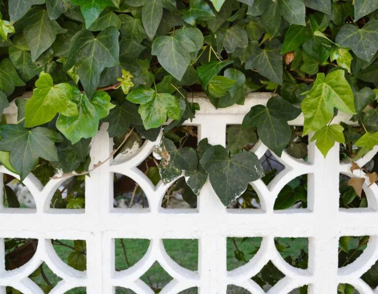 Co zrobić, aby bluszcz szybko rósł. Sprawdzone sposoby na bujne bluszcze