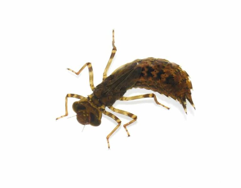 Ziemiórki jak się ich pozbyć?