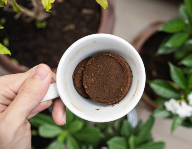 Fusy z kawy jako nawóz - jak fusy mogą zmienić nawożenie roślin?