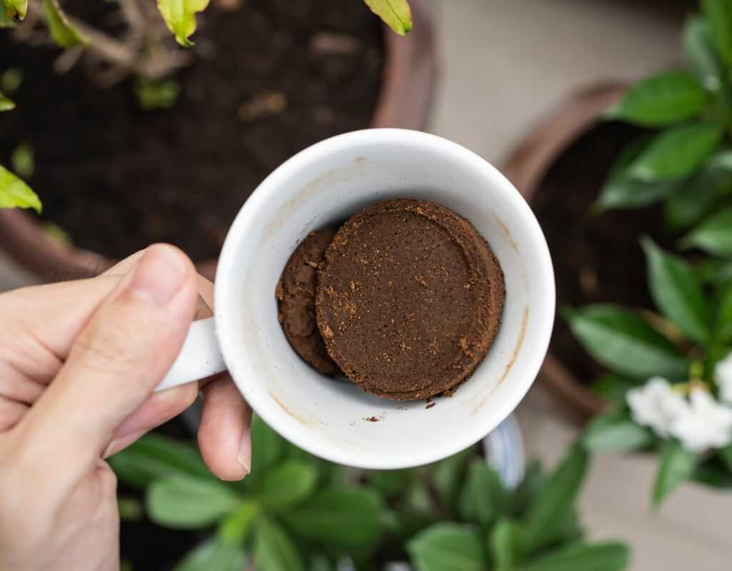 Fusy z kawy jako nawóz - jak fusy mogą zmienić nawożenie roślin?