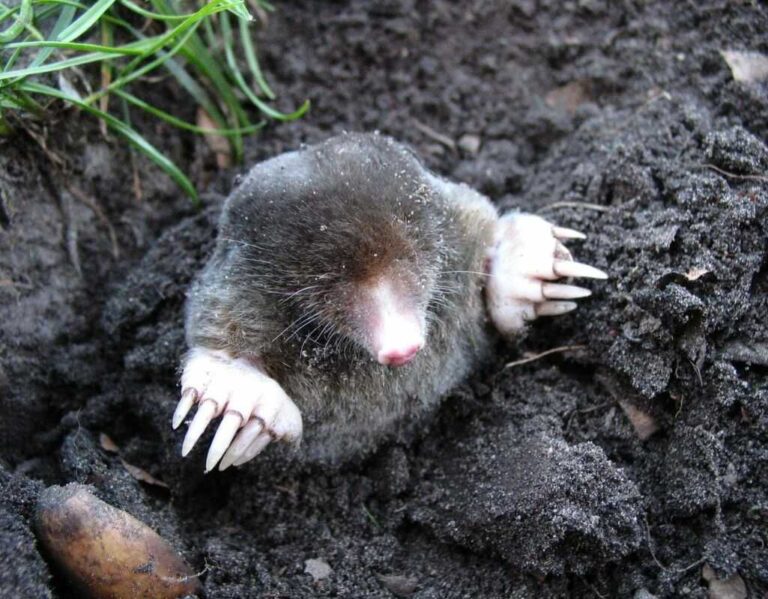 Jak pozbyć się kreta? Poznaj domowe sposoby i profesjonalne triki!