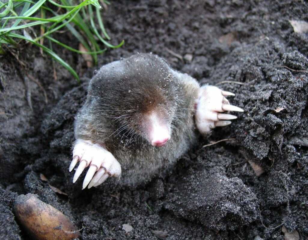 Jak pozbyć się kreta? Poznaj domowe sposoby i profesjonalne triki!