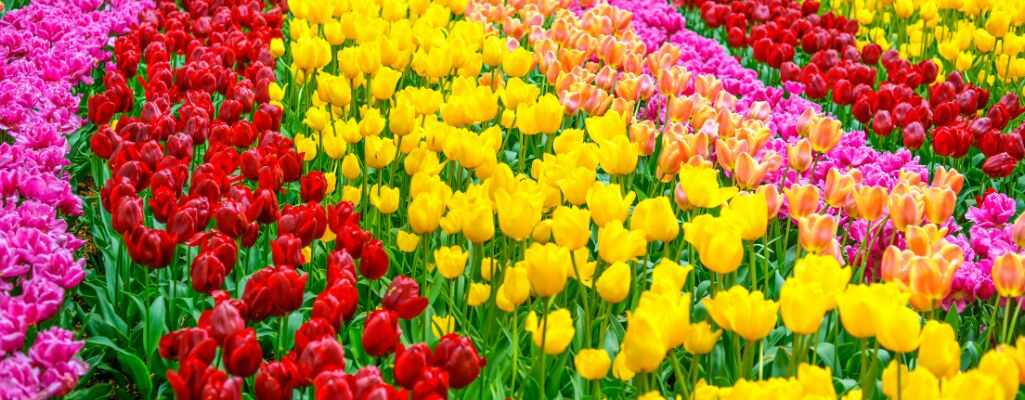 Dlaczego tulipany są popularne? 