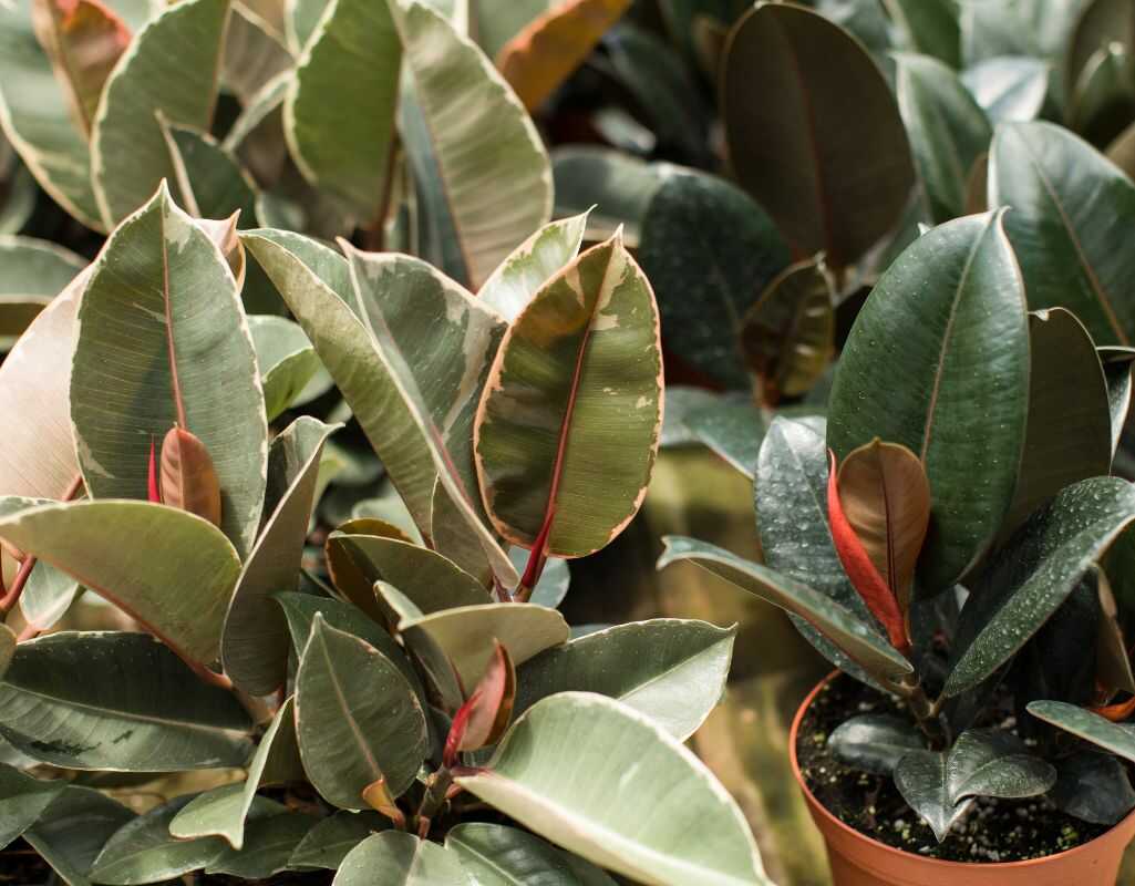 Sprawdzone metody, jak dbać o fikusa, aby cieszyć się piękną ozdobą domu na długie lata