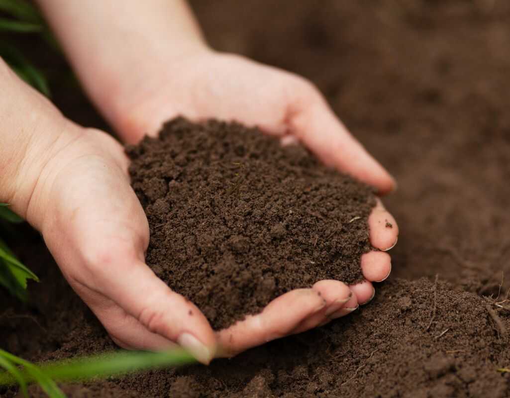 Poznaj różne metody na użyźnianie gleby w przydomowym ogródku