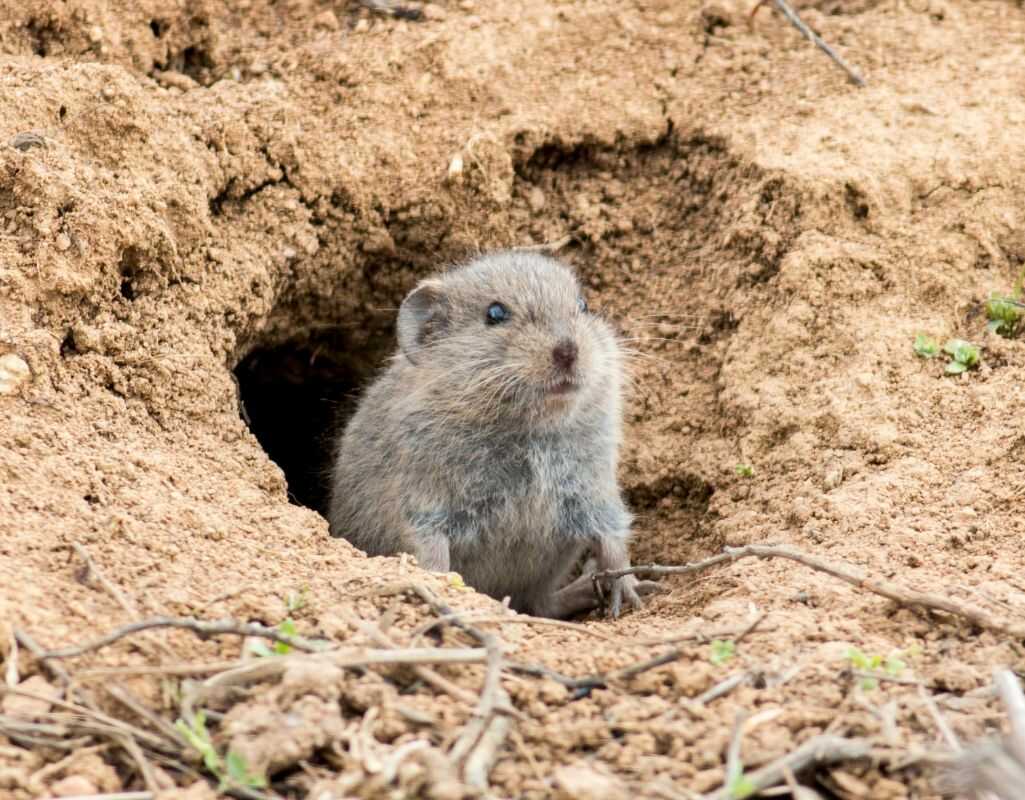 Poznaj sposoby, jak pozbyć się nornic raz na zawsze