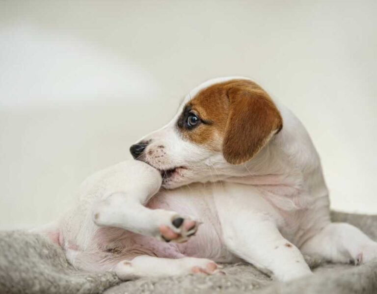 Przewodnik, jak pozbyć się pcheł z domu w 6 krokach