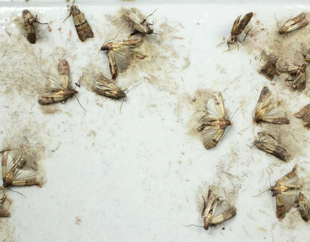 Podpowiadamy, jak się pozbyć moli spożywczych raz na zawsze