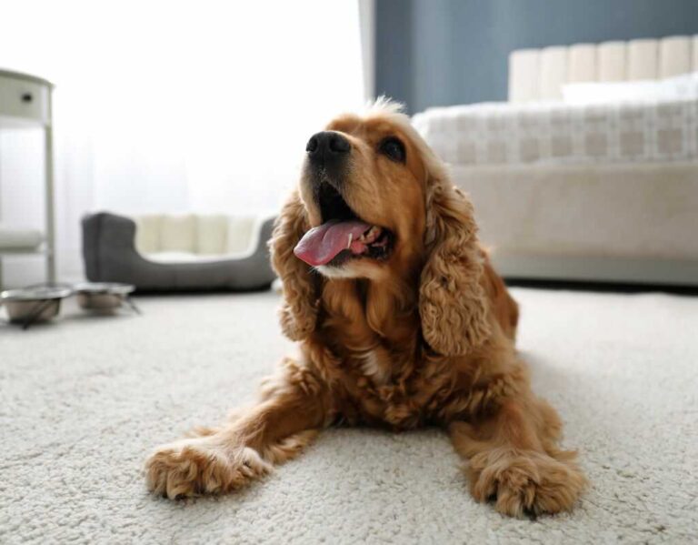 Ile kosztuje hotel dla psów w Warszawie? Cenny w 2025 roku