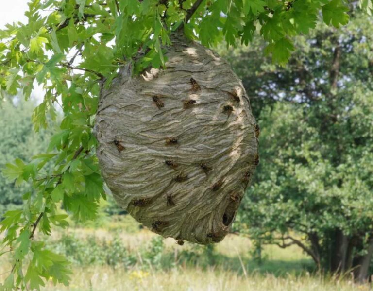 Jak pozbyć się gniazda os? Skuteczne i bezpieczne metody