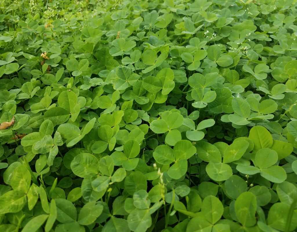 Poradnik, jak pozbyć się koniczyny z trawnika bez niszczenia murawy